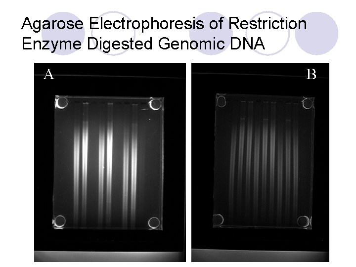 Agarose Electrophoresis of Restriction Enzyme Digested Genomic DNA A B 