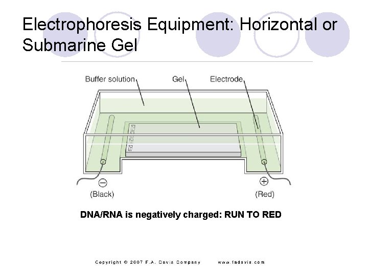 Electrophoresis Equipment: Horizontal or Submarine Gel DNA/RNA is negatively charged: RUN TO RED 