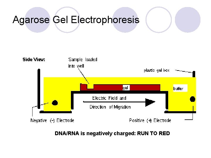 Agarose Gel Electrophoresis DNA/RNA is negatively charged: RUN TO RED 
