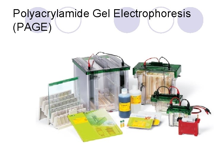 Polyacrylamide Gel Electrophoresis (PAGE) 