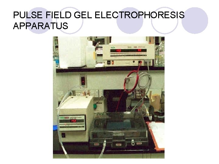 PULSE FIELD GEL ELECTROPHORESIS APPARATUS 