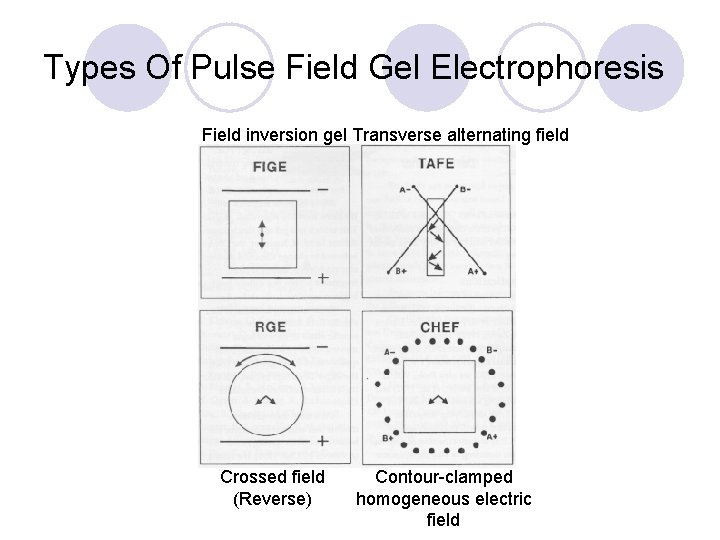 Types Of Pulse Field Gel Electrophoresis Field inversion gel Transverse alternating field Crossed field