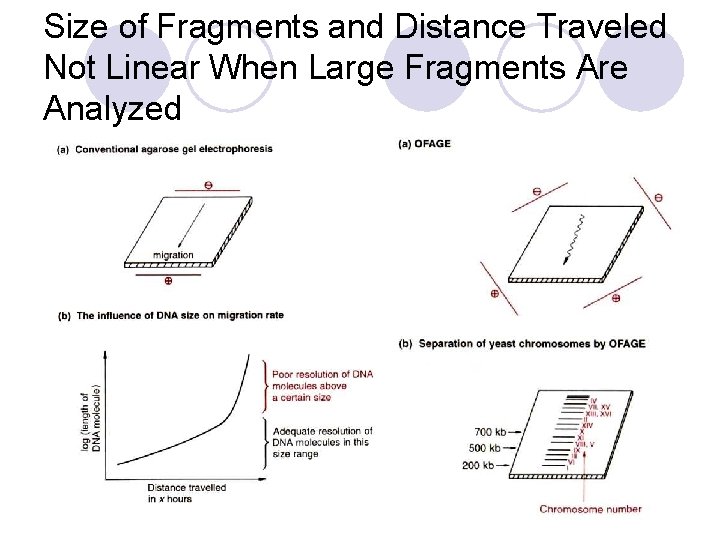 Size of Fragments and Distance Traveled Not Linear When Large Fragments Are Analyzed 