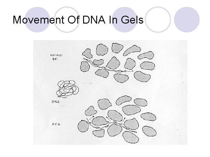 Movement Of DNA In Gels 