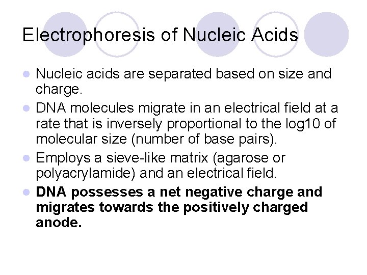 Electrophoresis of Nucleic Acids Nucleic acids are separated based on size and charge. l