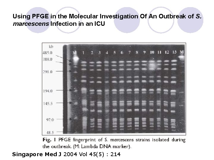 Using PFGE in the Molecular Investigation Of An Outbreak of S. marcescens Infection in