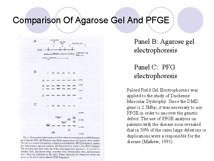 Comparison Of Agarose Gel And PFGE Panel B: Agarose gel electrophoresis Panel C: PFG