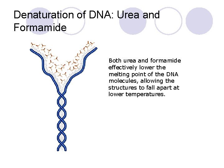 Denaturation of DNA: Urea and Formamide Both urea and formamide effectively lower the melting