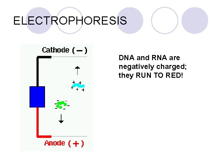 ELECTROPHORESIS DNA and RNA are negatively charged; they RUN TO RED! 