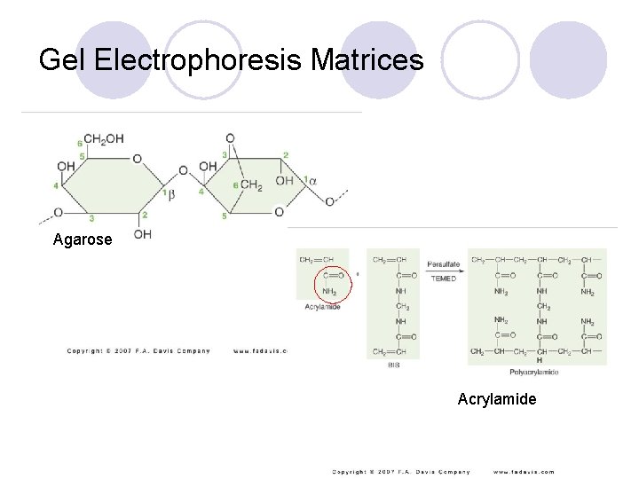 Gel Electrophoresis Matrices Agarose Acrylamide 