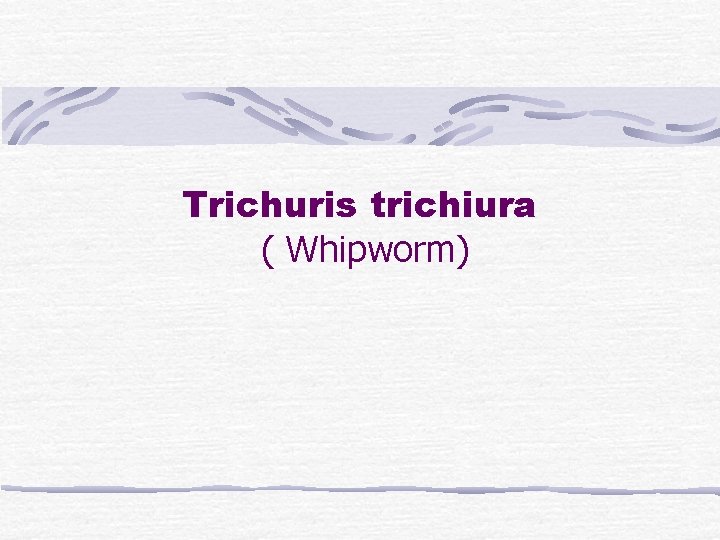 Trichuris trichiura ( Whipworm) 