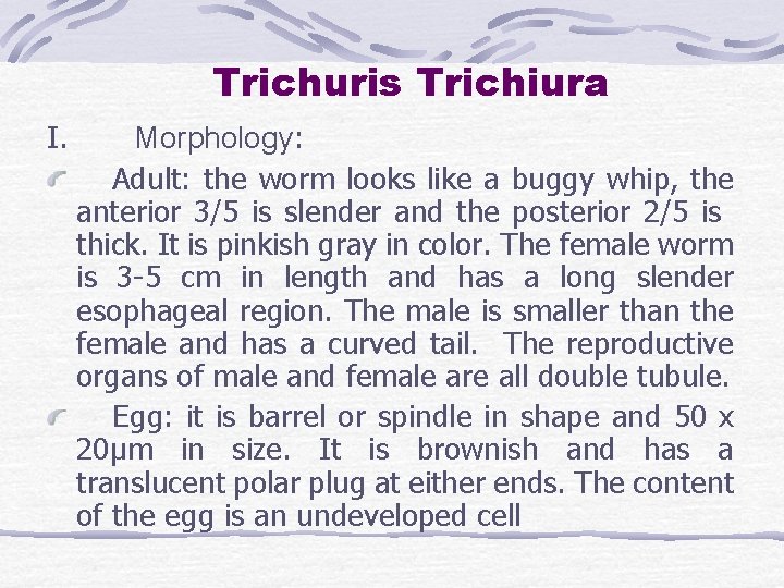 Trichuris Trichiura I. Morphology: Adult: the worm looks like a buggy whip, the anterior