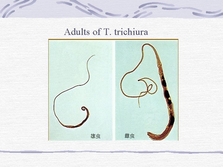 Adults of T. trichiura 