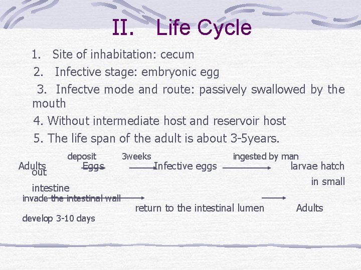 II. Life Cycle 1. Site of inhabitation: cecum 2. Infective stage: embryonic egg 3.