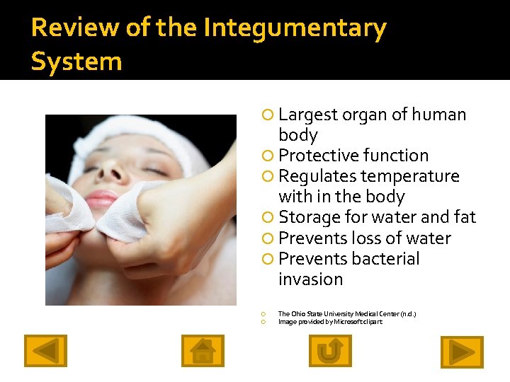 Review of the Integumentary System Largest organ of human body Protective function Regulates temperature