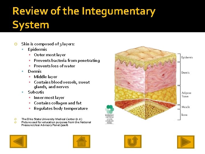 Review of the Integumentary System Skin is composed of 3 layers: Epidermis ▪ Outer