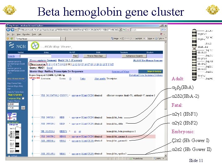 Beta hemoglobin gene cluster Adult: 2 2(Hb. A) 2 2(Hb. A-2) Fatal: 2 1
