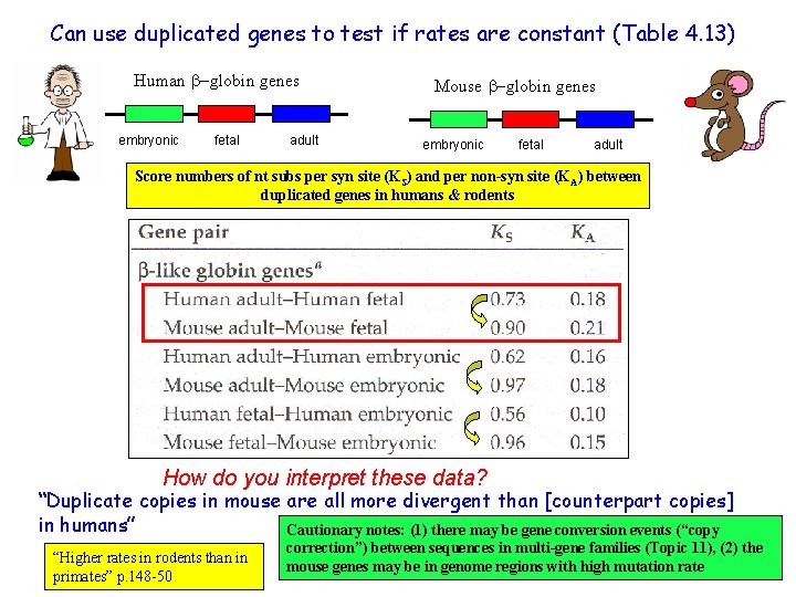 Can use duplicated genes to test if rates are constant (Table 4. 13) Human