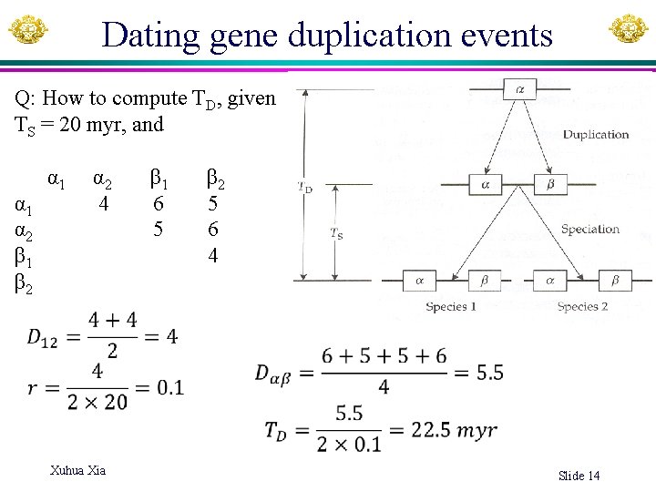 Dating gene duplication events Q: How to compute TD, given TS = 20 myr,