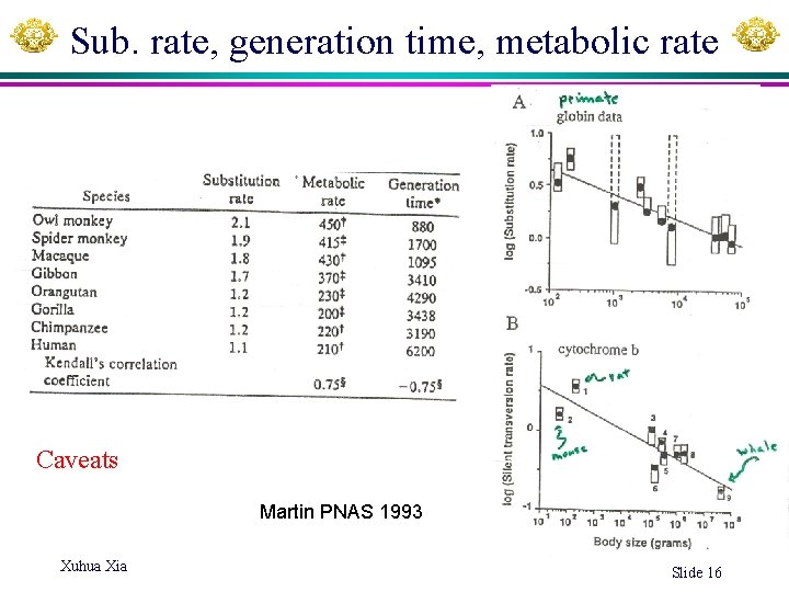 Sub. rate, generation time, metabolic rate Caveats Martin PNAS 1993 Xuhua Xia Slide 16