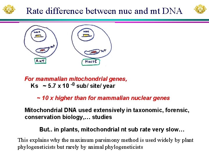 Rate difference between nuc and mt DNA For mammalian mitochondrial genes, Ks ~ 5.