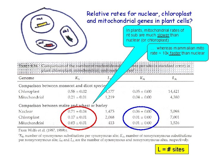 Relative rates for nuclear, chloroplast and mitochondrial genes in plant cells? In plants, mitochondrial