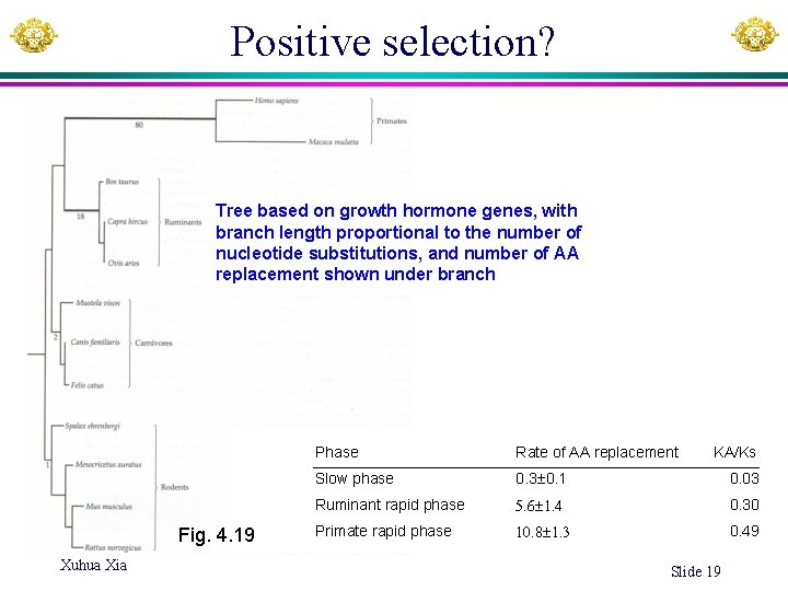 Positive selection? Tree based on growth hormone genes, with branch length proportional to the