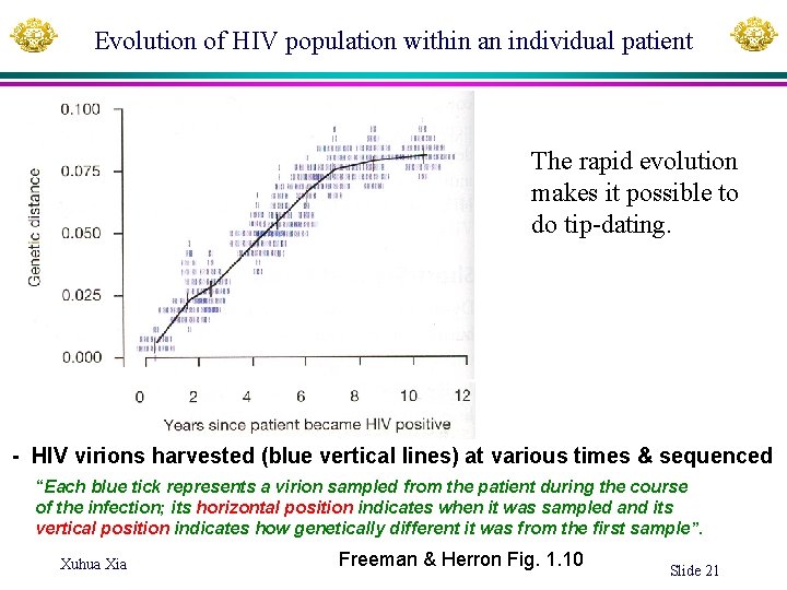 Evolution of HIV population within an individual patient The rapid evolution makes it possible