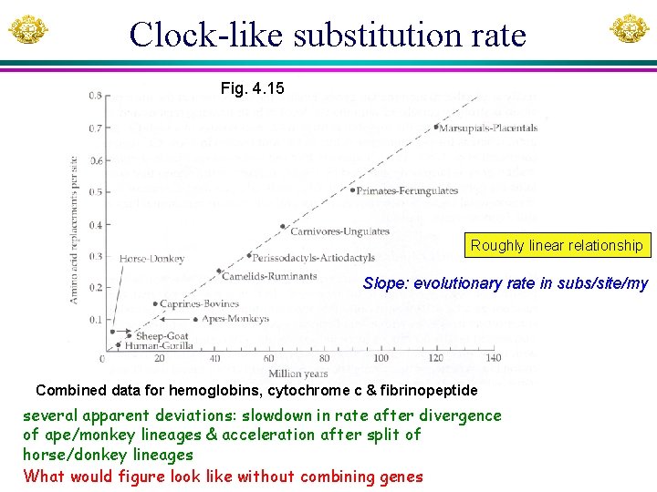 Clock-like substitution rate Fig. 4. 15 Roughly linear relationship Slope: evolutionary rate in subs/site/my