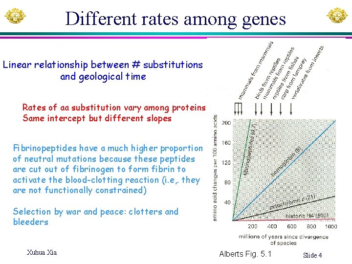 Different rates among genes Linear relationship between # substitutions and geological time Rates of