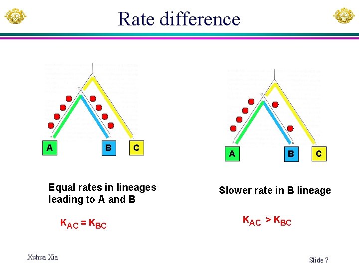 Rate difference A B C Equal rates in lineages leading to A and B