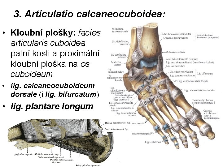 articulatio subtalaris)