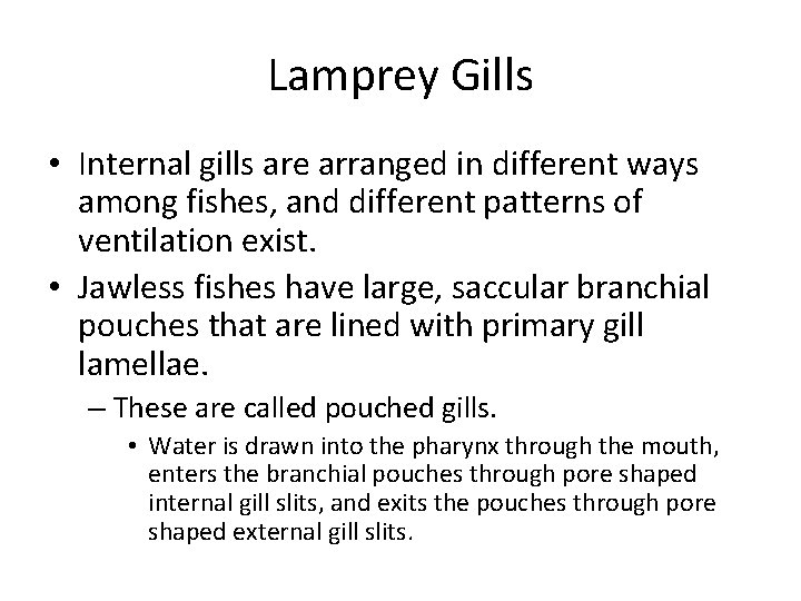 Lamprey Gills • Internal gills are arranged in different ways among fishes, and different