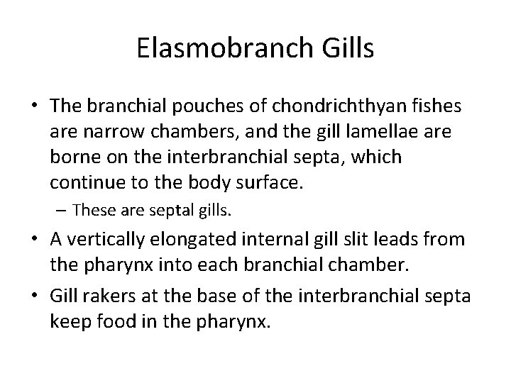 Elasmobranch Gills • The branchial pouches of chondrichthyan fishes are narrow chambers, and the