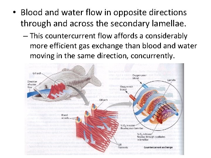  • Blood and water flow in opposite directions through and across the secondary