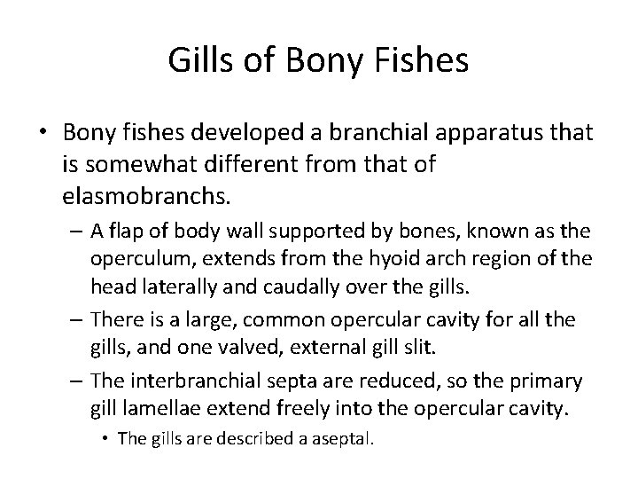 Gills of Bony Fishes • Bony fishes developed a branchial apparatus that is somewhat