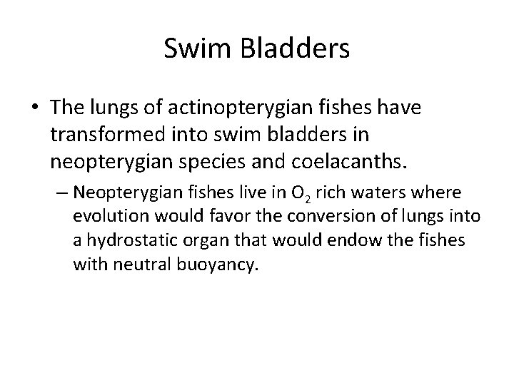 Swim Bladders • The lungs of actinopterygian fishes have transformed into swim bladders in