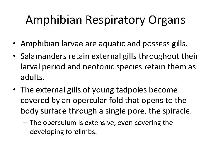 Amphibian Respiratory Organs • Amphibian larvae are aquatic and possess gills. • Salamanders retain