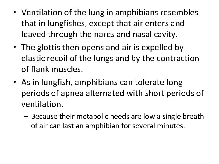  • Ventilation of the lung in amphibians resembles that in lungfishes, except that
