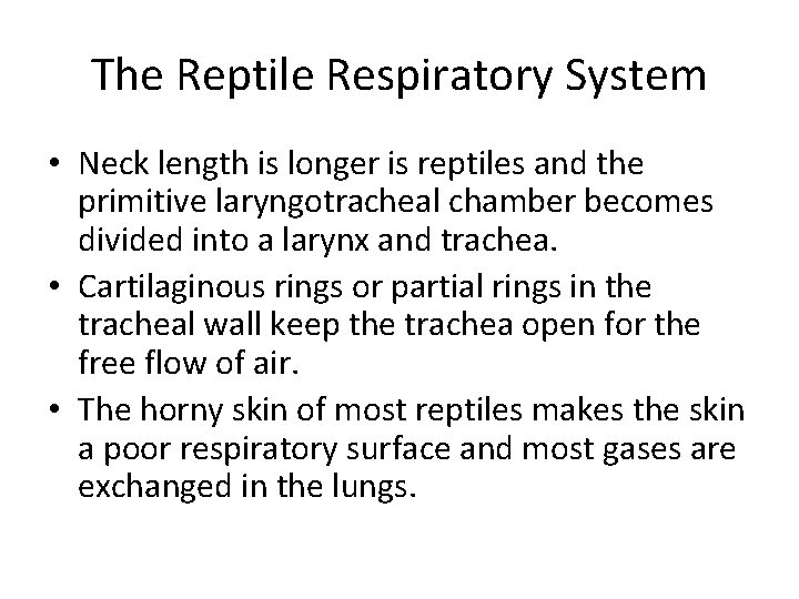 The Reptile Respiratory System • Neck length is longer is reptiles and the primitive