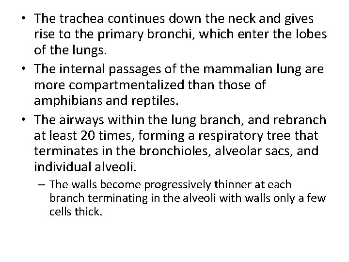  • The trachea continues down the neck and gives rise to the primary