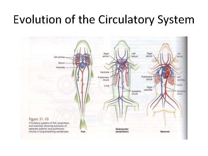 Evolution of the Circulatory System 