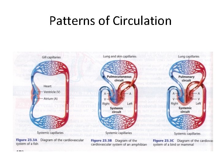 Patterns of Circulation 