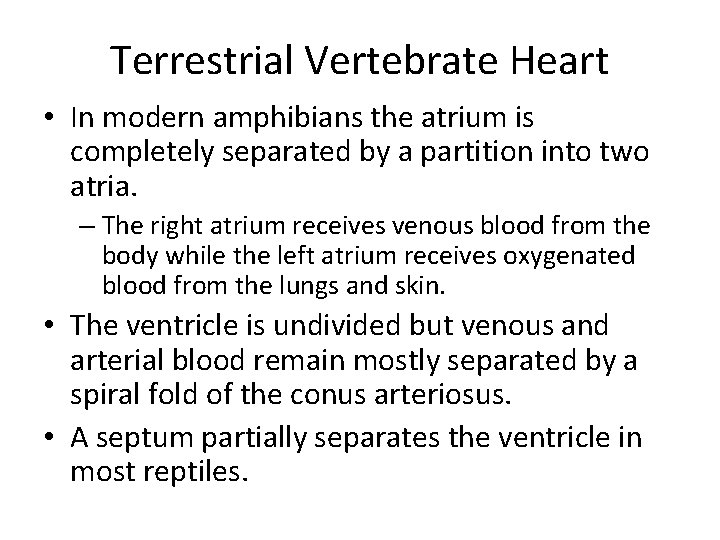 Terrestrial Vertebrate Heart • In modern amphibians the atrium is completely separated by a