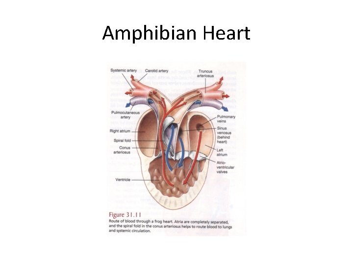 Amphibian Heart 