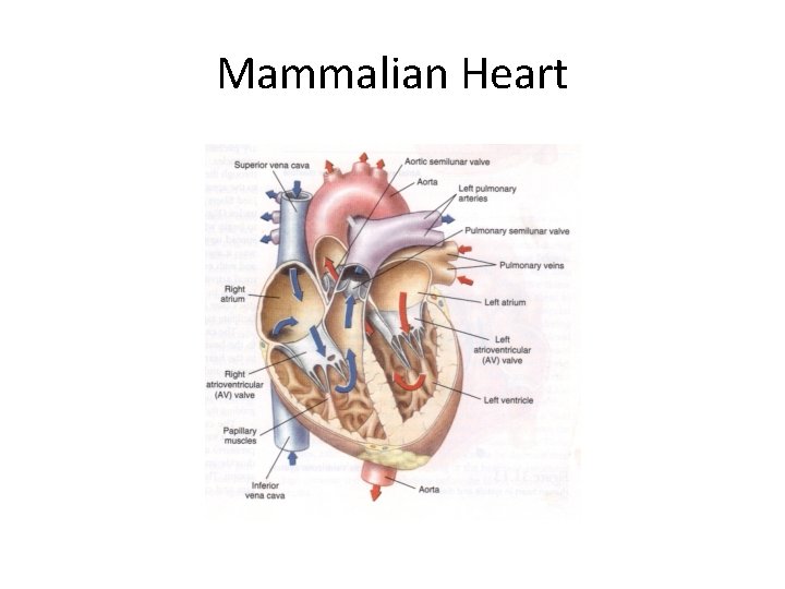 Mammalian Heart 