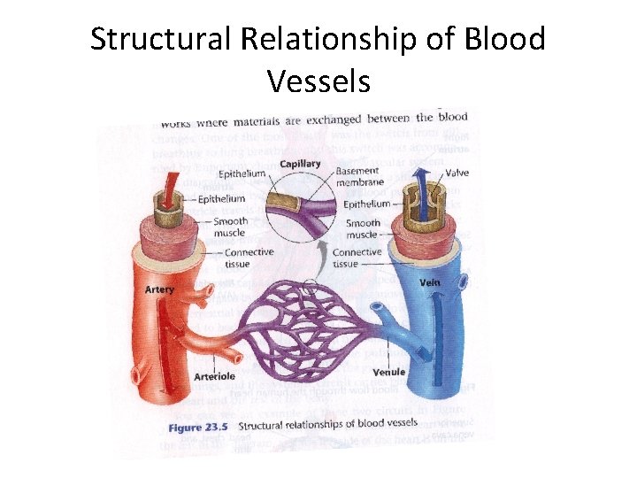 Structural Relationship of Blood Vessels 