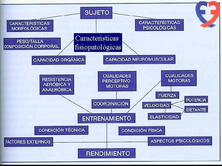 Caracteristicas fisiopatológicas 