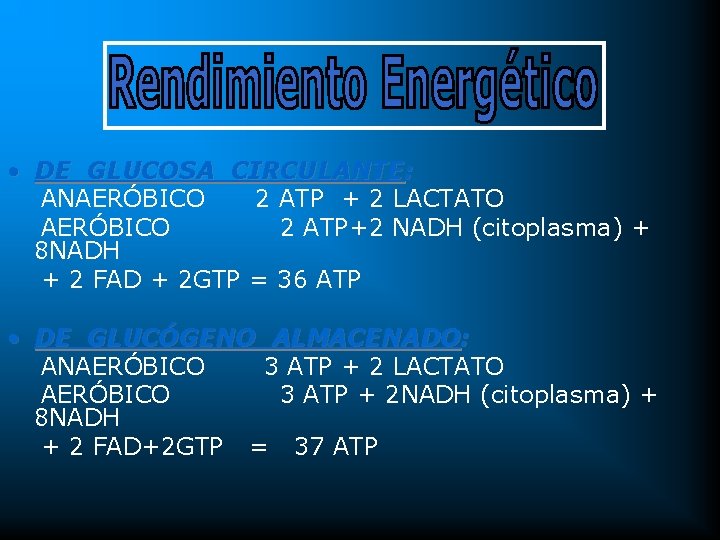  • DE GLUCOSA CIRCULANTE: ANAERÓBICO 2 ATP + 2 LACTATO AERÓBICO 2 ATP+2