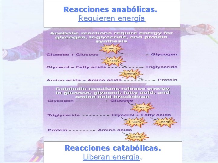 Reacciones anabólicas. Requieren energía Reacciones catabólicas. Liberan energía. 